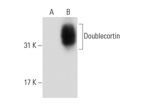 SC-271390