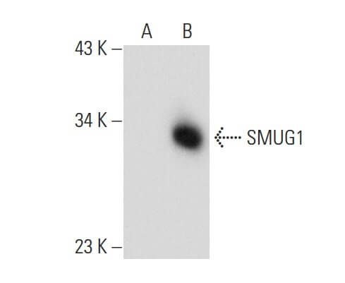 SC-271580