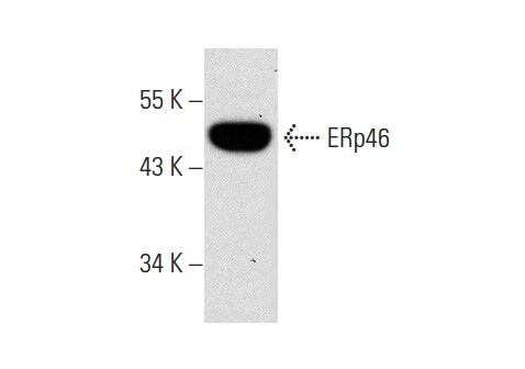 SC-271667