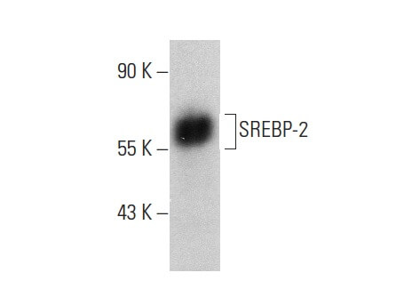 Anti SREBP-2 (C-6)（SCB-SC271615-200UG[200 μg/ml
