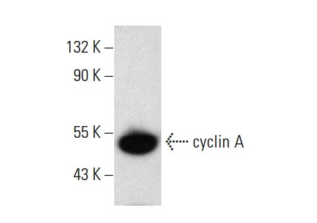 SC-271682