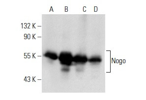 SC-271878