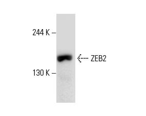 SC-271984