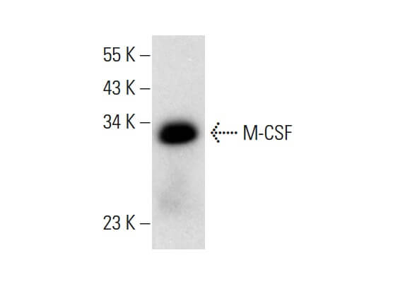 SC-365779 P