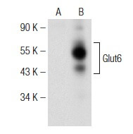 SC-373973