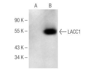 SC-374553