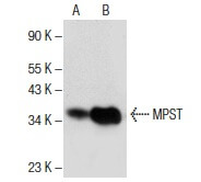 SC-376168