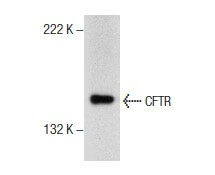 SC-376683