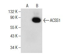 SC-377149
