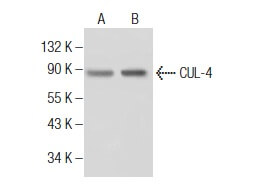 SC-377188