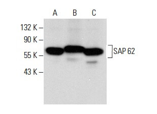 SC-390444
