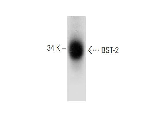 SC-390719