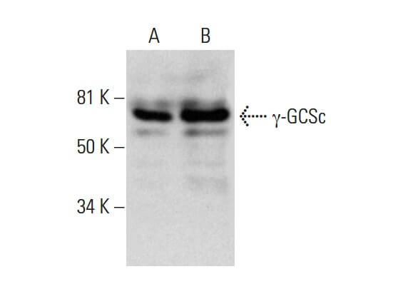 SC-390811