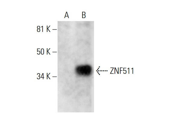 SC-390972