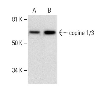 SC-393249