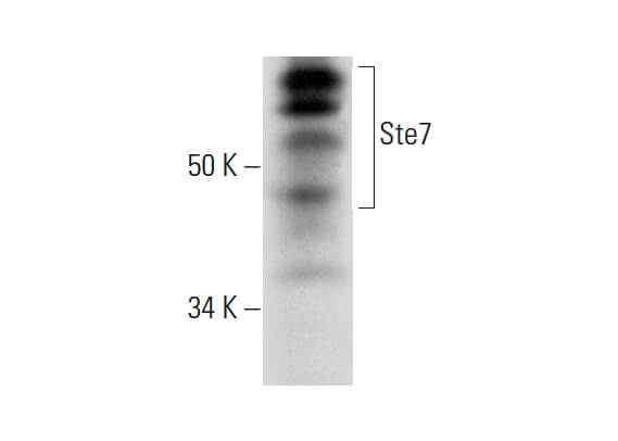 SC-393269