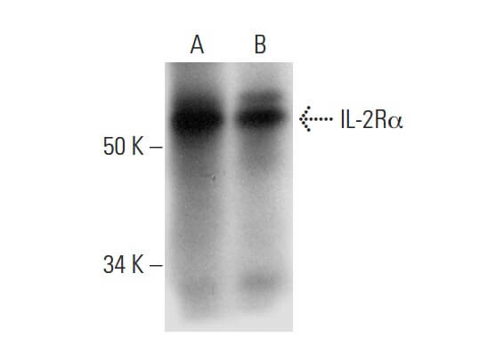 SC-393326