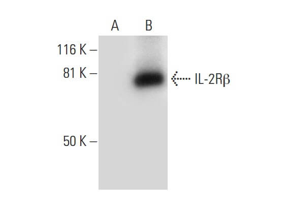 SC-393362