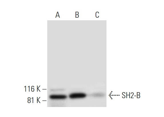 SC-393395