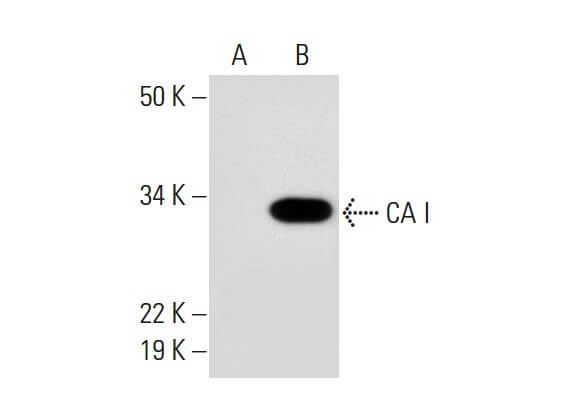 SC-393490