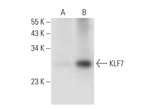 SC-398576