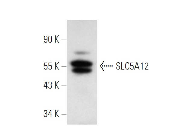 SC-515141