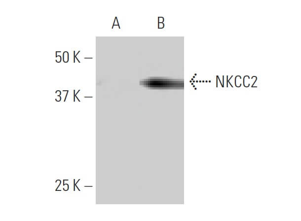 SC-293222