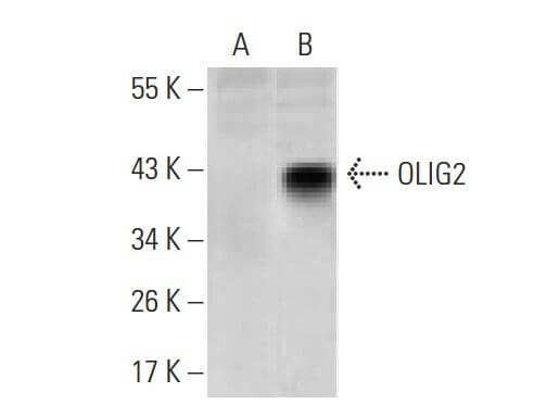 SC-293163