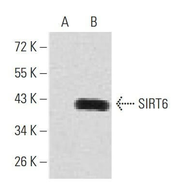 SC-517196