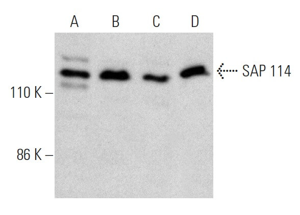 SC-515804