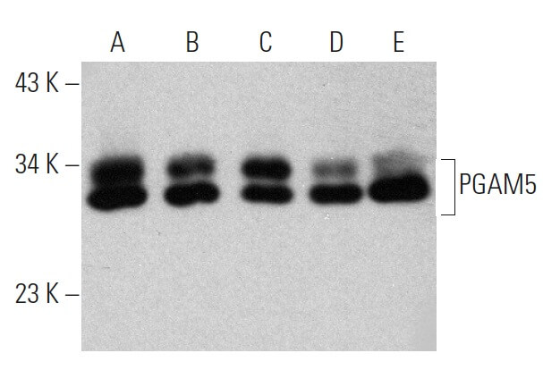 SC-515880
