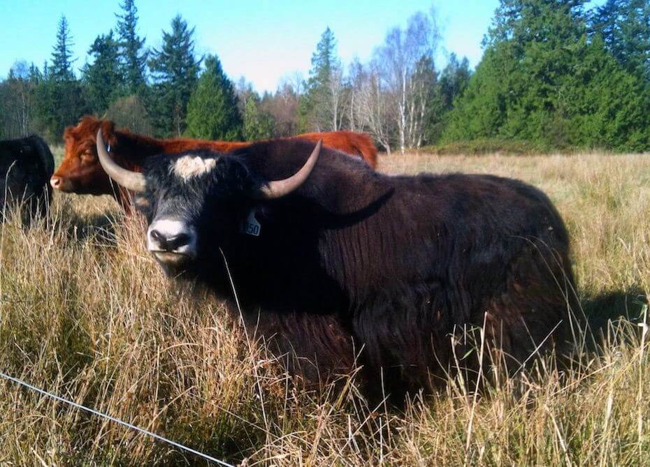 UltraCruz Cattle Copper Bolus for adults