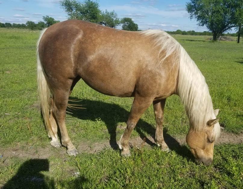 UltraCruz® Equine Wellness Performance Supplement for Horses | Santa ...