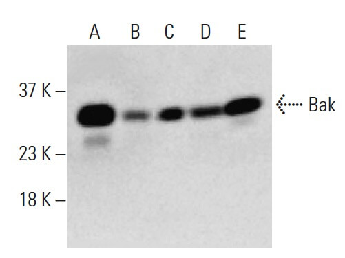 SC-517390