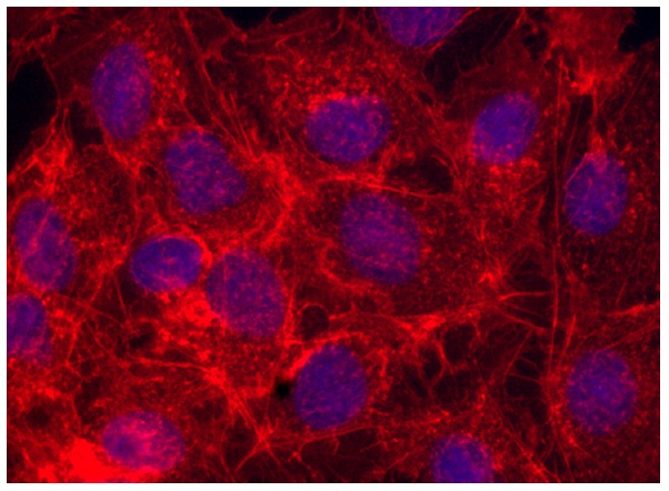 Phalloidin CruzFluor™ 633 Conjugate | Santa Cruz Biotech