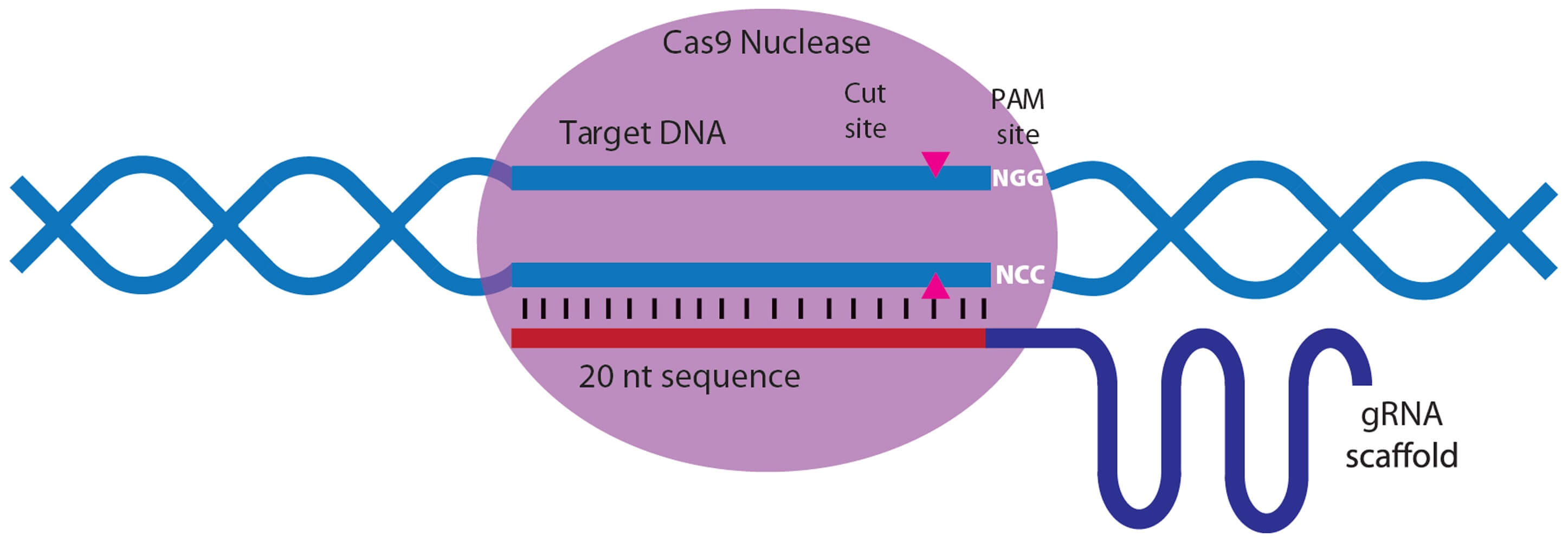 What Is Crispr Cas9 Yourgenome - Vrogue