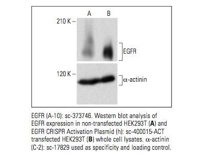 CRISPR