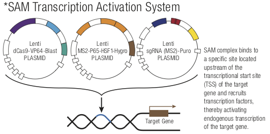 CRISPR Systems Santa Cruz Biotechnology