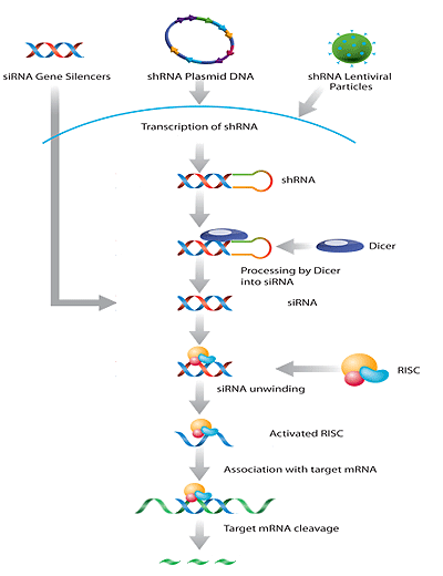 Gene Silencers Santa Cruz Biotechnology