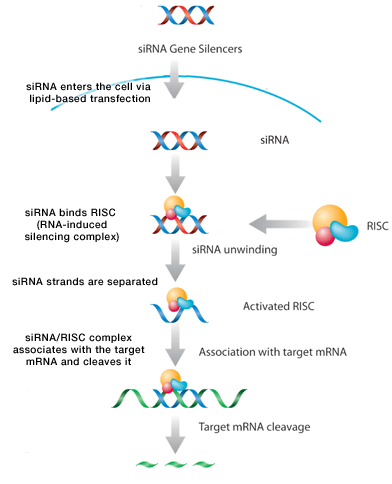 Gene Silencers Santa Cruz Biotechnology