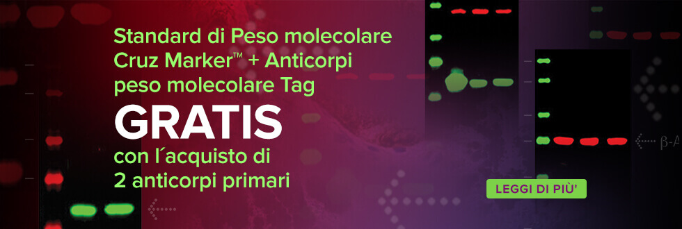 Free Cruz Marker MW Standards and MW Tag antibody with purchase of 2 primary antibodies.