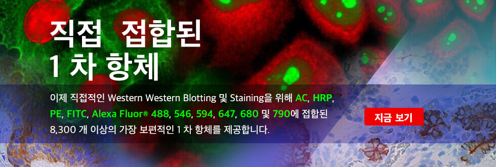 Direct conjugated primary antibodies for Western blotting and staining.