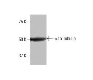 α1a Tubulin Antibody (7-RY28) - Western Blotting - Image 64808The Double Nickase Plasmid features a U6 promoter for sgRNA expression, a 20 nt targeting sequence, and a gRNA scaffold to guide Cas9n. It includes a CBh promoter for Cas9n (D10A) and puromycin resistance, GFP for transfection verification, and nuclear localization signals (NLS). The 2A peptide allows co-expression of Cas9n and Puro from a single promoter, enabling precise genome editing with reduced off-target effects.