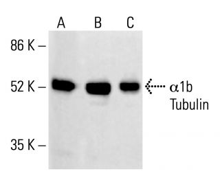 α1b Tubulin Antibody (1H10) - Western Blotting - Image 412832
