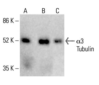 &alpha;3 Tubulin Antibody (10J1) - Western Blotting - Image 412834 