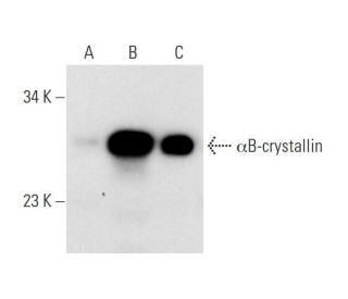 αB-crystallin Antibody (C-8) - Western Blotting - Image 68441