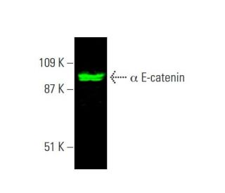 &alpha; E-catenin Antibody (G-11) - Western Blotting - Image 385552 