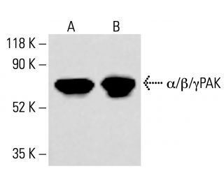 α/β/γPAK Antibody (D-8) - Western Blotting - Image 413728