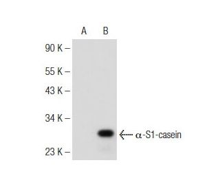 &alpha;-S1-casein Antibody (D-12) - Western Blotting - Image 146367Each CRISPR/Cas9 Knockout (KO) Plasmid product consists of a pool of 3 plasmids designed to ensure identification and cleavage of a specific gene for maximum knockout efficiency. Each plasmid encodes a unique 20 nt sequence derived from the GeCKO (v2) library. 