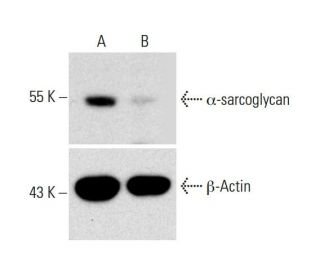 α-sarcoglycan CRISPR/CAS9 KO Plasmid (m): sc-422904. Western blot analysis of α-sarcoglycan expression in empty vector con